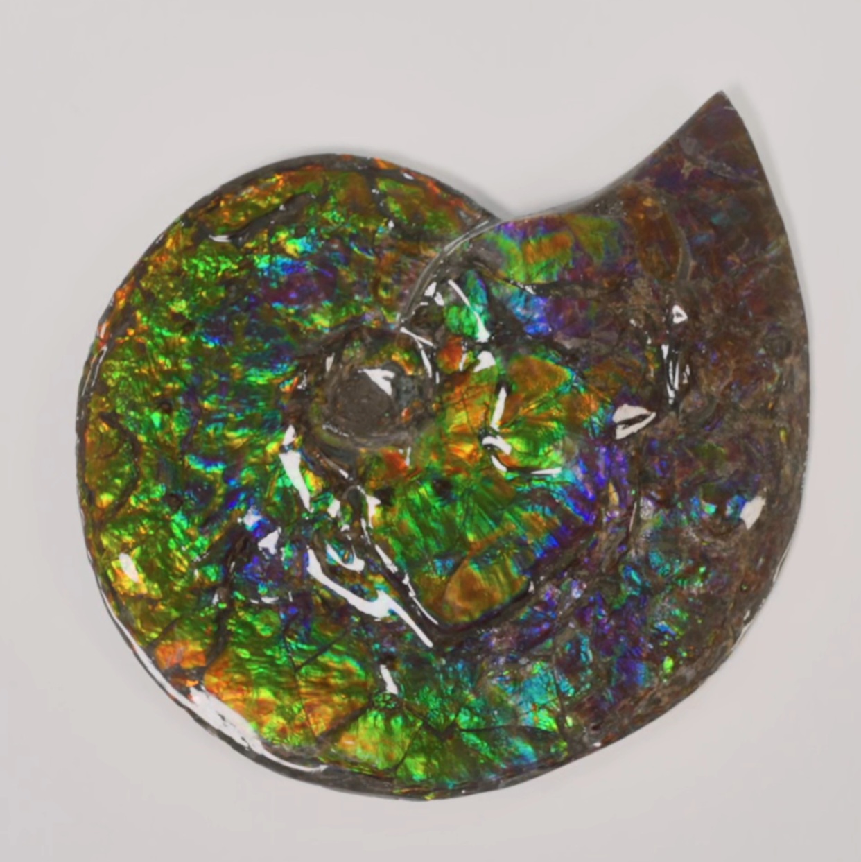 Enchanted Designs gallery image 4